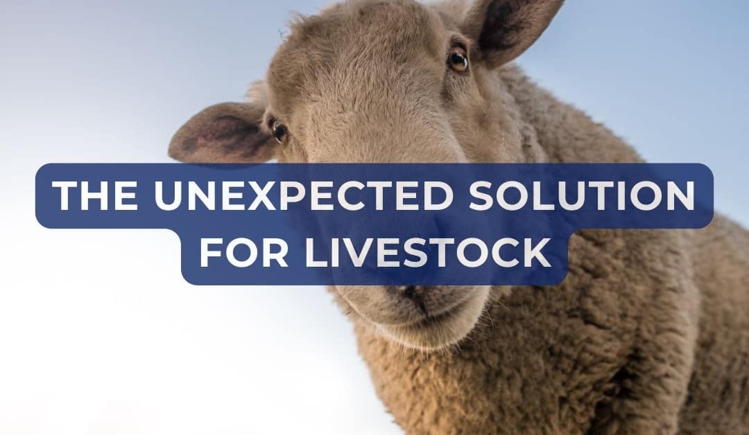 Livestock temporary buildings