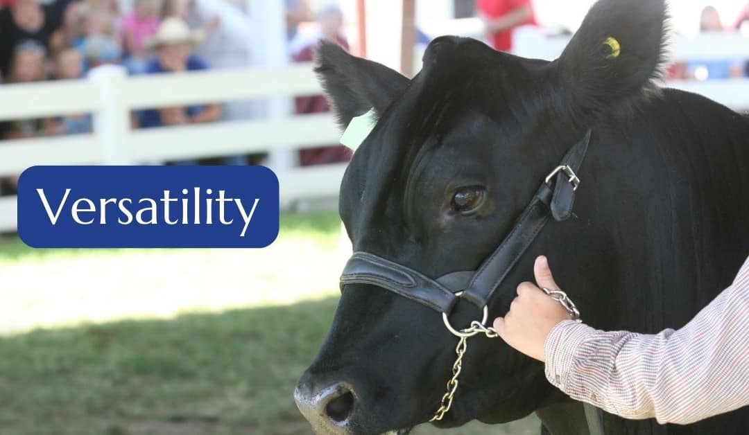 PURVIS MARQUEE HIRE - Versatility